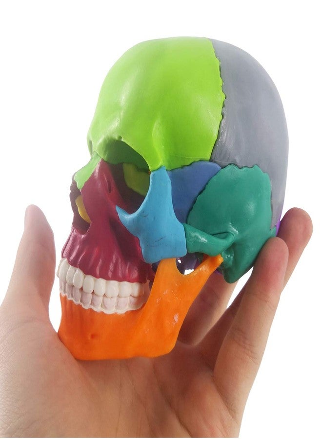 EVOTECH SCIENTIFIC Mini Human Skull Model, Didactic 15 Parts Palm-Sized Anatomy Skull Model, Exploded Skull, Medical Anatomy and Physiology Teaching Learning Education Skull Puzzle, Colored - Image 5